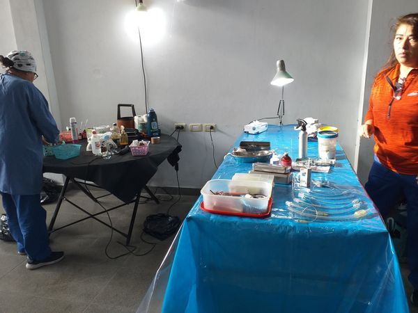 Jornada de esterilización de mascotas
