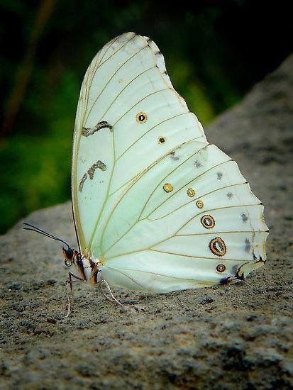 Proyecto de conservación de la mariposa 