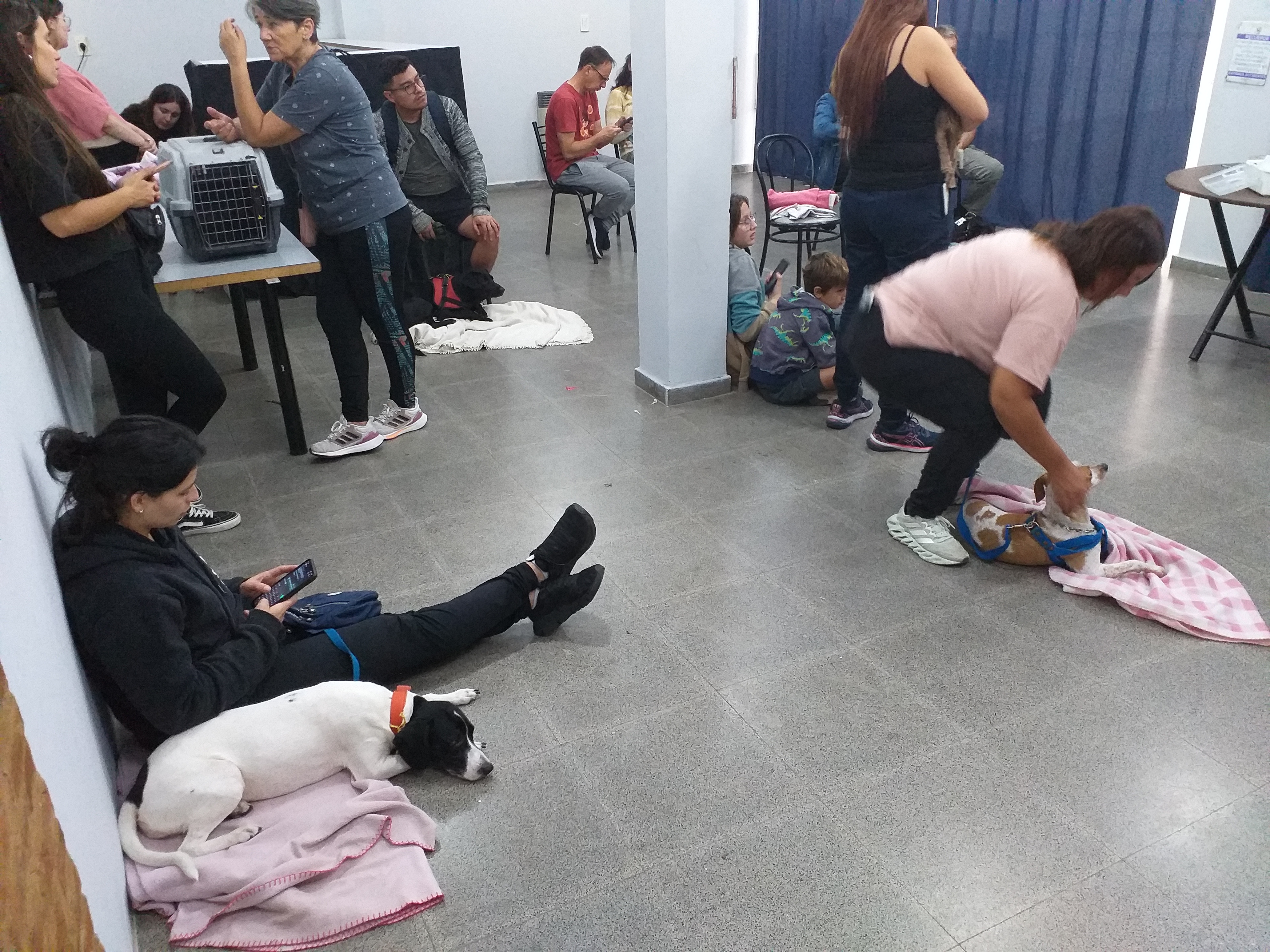 Jornada de esterilización de animales de compañía